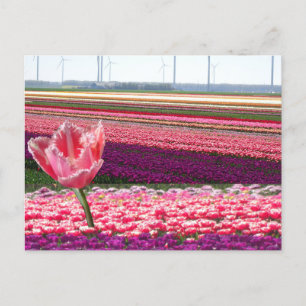 Roze Paarse Tulps Field & Roze Tulp DIY Briefkaart
