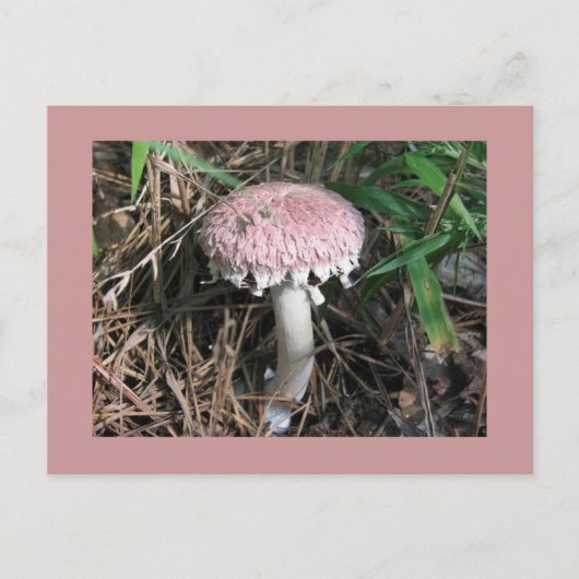 Roze Paddestoel Briefkaart (Voorkant)