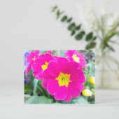 Roze pansieën in het Briefkaart Park (Staand voorkant)