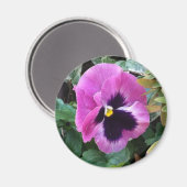 Roze Pansy Magnet Magneet (Voorkant / Achterkant)