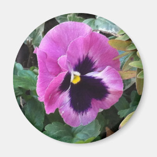 Roze Pansy Magnet Magneet