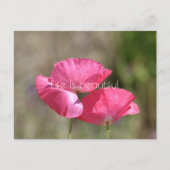 Roze papaver briefkaart (Voorkant)