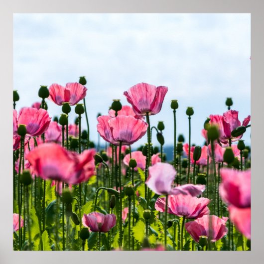 Roze papaver poster (Voorkant)