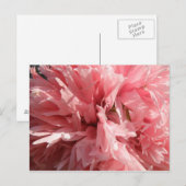 roze papaverBriefkaart Briefkaart (Voorkant / Achterkant)