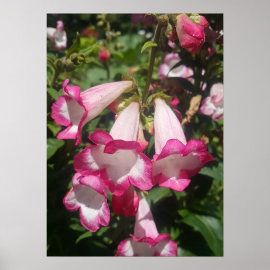 Roze Penstemon Bloementuin Poster (Voorkant)