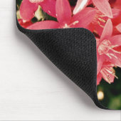 Roze pentas muismat (Hoek)