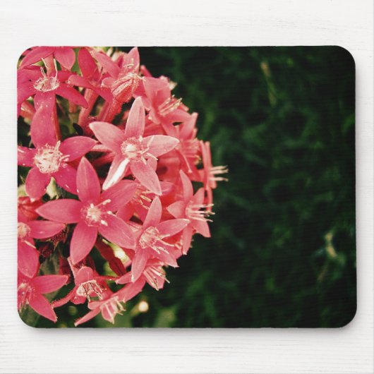 Roze pentas muismat (Voorkant)