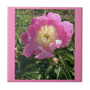 Roze Peony Ceramic Tegel Tegeltje