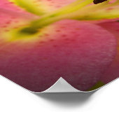 Roze Perfection Lily Poster (Hoek)