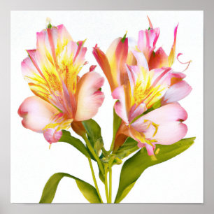 Roze Peruaanse Lelie Bloemen Art Print Poster