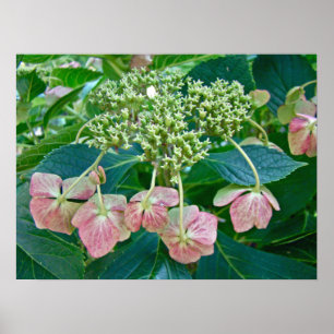 Roze Pet Hydrangea Blossom - Poster