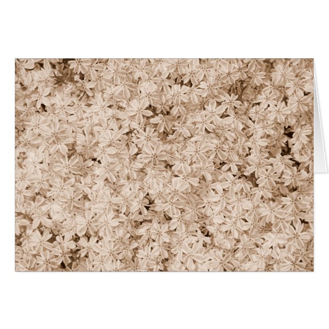 Roze Petals (Voorkant Horizontaal)