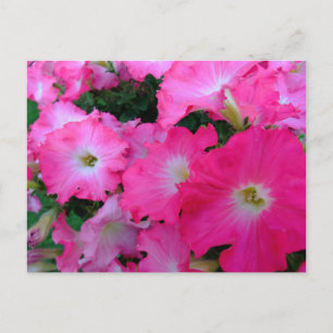 Roze petunia briefkaart