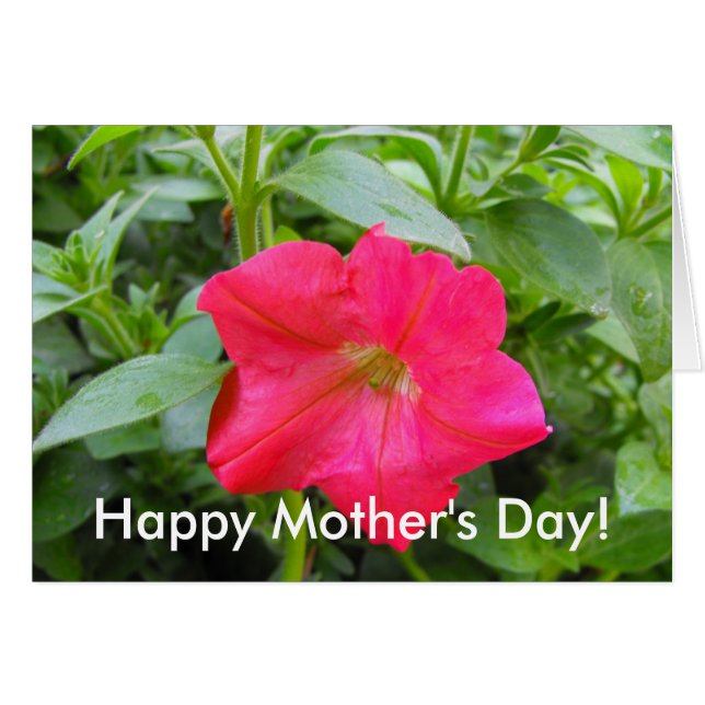 Roze Petunia Flower (Voorkant Horizontaal)