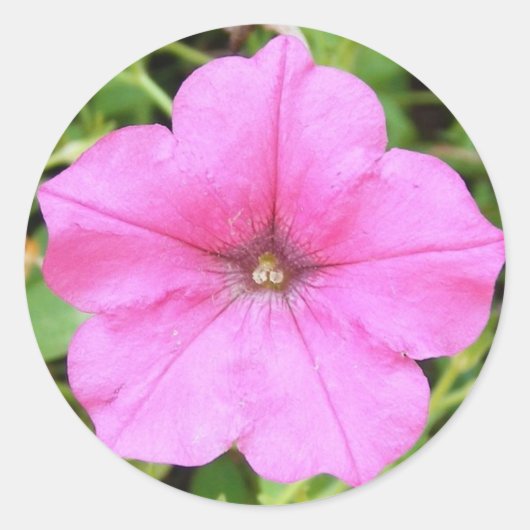 Roze Petunia Ronde Sticker (Voorkant)
