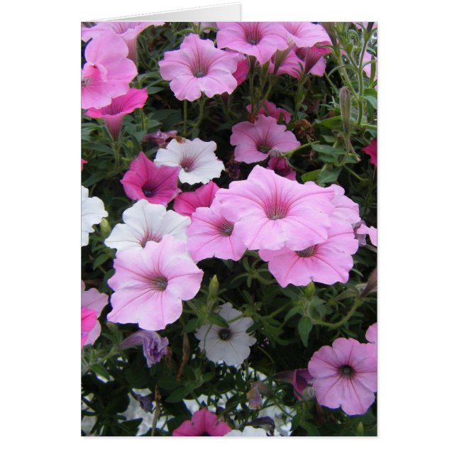 "Roze Petunias" (Voorkant)