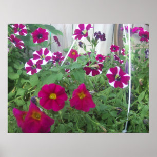 Roze Petunias Poster