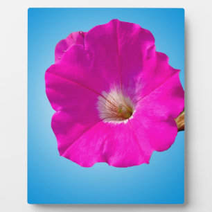 roze petuniumbloem tegen blauwe achtergrond . fotoplaat