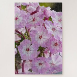 Roze Phlox, Canadese Wonder Legpuzzel