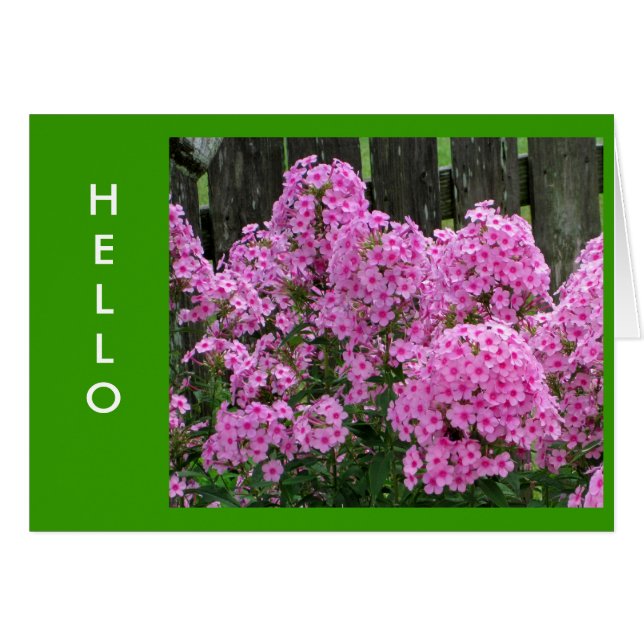 Roze Phlox en Omheining (Voorkant Horizontaal)