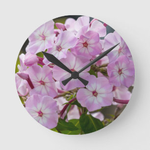 Roze Phlox Ronde Klok