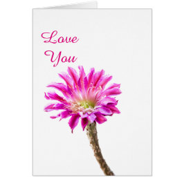 Roze Piazza cactus flower in bloem