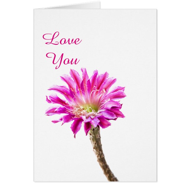 Roze Piazza cactus flower in bloem (Voorkant)