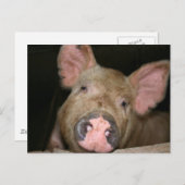 Roze piglet briefkaart (Voorkant / Achterkant)