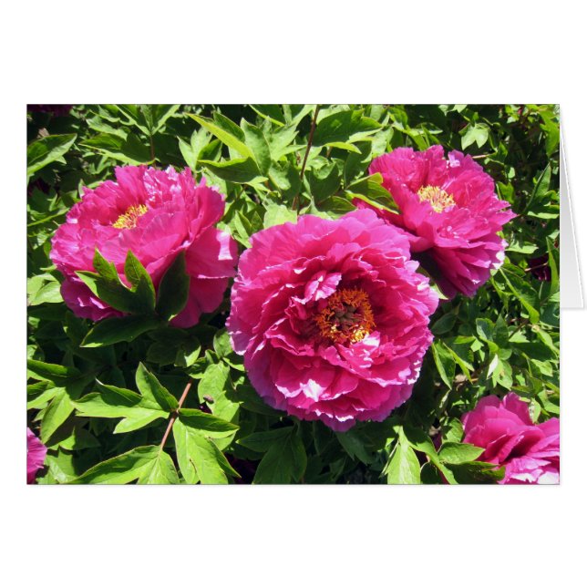 roze pinda (Voorkant Horizontaal)