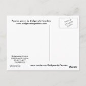 Roze pinda's / Roze Briefkaart van de pony (Achterkant)