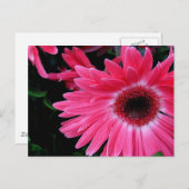 Roze Pinrad Briefkaart (Voorkant / Achterkant)