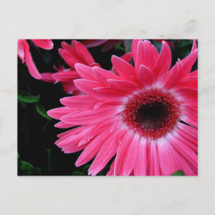 Roze Pinrad Briefkaart