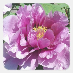 Roze Pioen Bloem Foto Vierkante Stickers