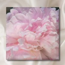 Roze Pioen Bloesem