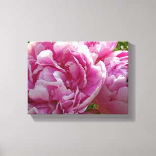 Roze Pioen foto huisje boerderij bloementuin Canvas Afdruk