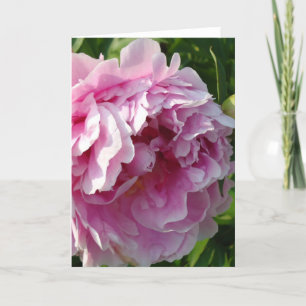 Roze Pioen foto huisje boerderij bloementuin Kaart