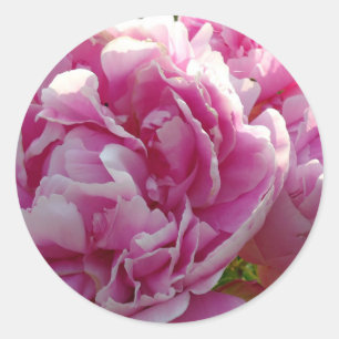 Roze Pioen foto huisje boerderij bloementuin Ronde Sticker