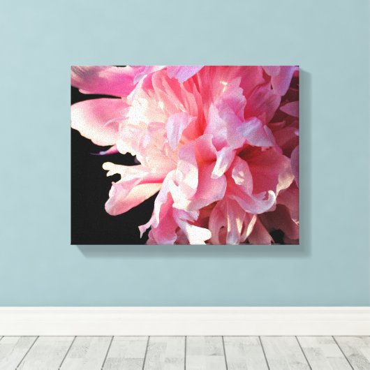 Roze Pioen op zwarte achtergrond Canvas Print (Insitu (Houten vloer))