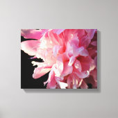 Roze Pioen op zwarte achtergrond Canvas Print (Voorkant)