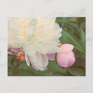 Roze Pioen Pioen Bloem Briefkaart