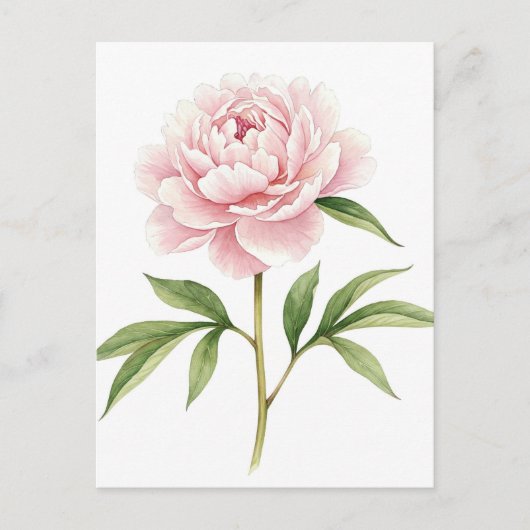 Roze Pioen Postkaart (Voorkant)