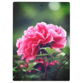 Roze pioenroos bloem in de tuin-33333 klembord (Achterkant)