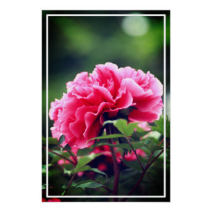 Roze pioenroos bloem in de tuin-33333 perfect poster