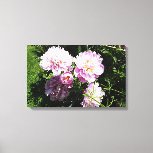 Roze Pioenrozen Fotografie Wandkunst Canvas Afdruk