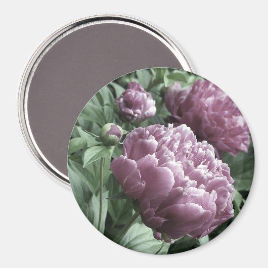 Roze Pioenrozen Magneten (Voorkant / Achterkant)