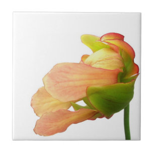 Roze Pitcher Plant Bloem Tegeltje
