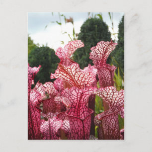 Roze Pitcher-Plant Briefkaart
