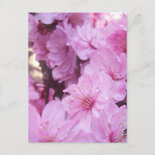 Roze platte bloesems briefkaart