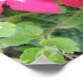 Roze Ployanthus Print (Hoek)