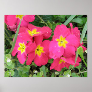 Roze Ployanthus Print